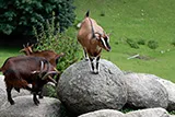 Bergtierpark Erlenbach mit Gehegen in hügeliger Landschaft